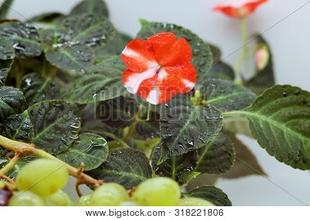 Red And White Balsam Waller Flower. 