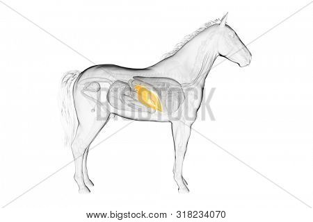 3d rendered medically accurate illustration of a horses liver