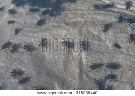 Close Up Of Crickets In Farm, For Consumption As Food And Used As Animal Feed.