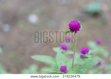 Purple Flower. Button Agaga. Everlasting. Gomphrena. Globe Amaranth. Pearly Everlasting