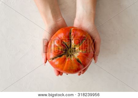 The Trend Of Ugly Vegetables. Tomato Large In Hand On A Light Gray Background. The Concept Of Health