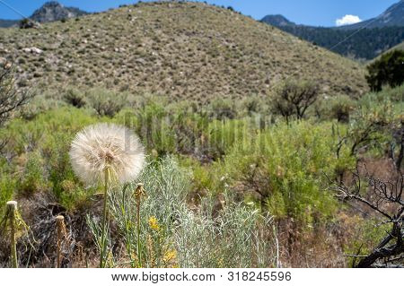 A Large Puff Seed Head - Western Salsify (tragopogon Dubius) In The Sawtooth Mountains Of Idaho