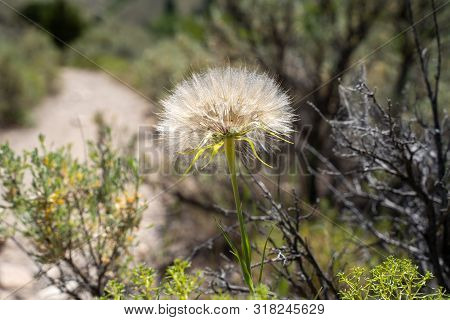 A Large Puff Seed Head - Western Salsify (tragopogon Dubius) In The Sawtooth Mountains Of Idaho