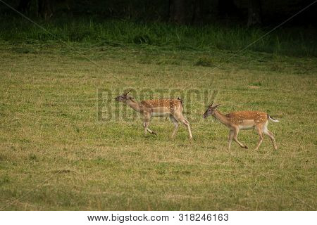 European Fallow Deer (dama Dama) Majestic Powerful Adult Fallow Deer.