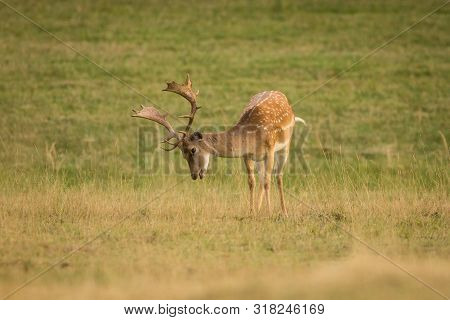 European Fallow Deer (dama Dama) Majestic Powerful Adult Fallow Deer.