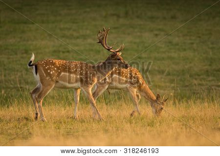 European Fallow Deer (dama Dama) Majestic Powerful Adult Fallow Deer.
