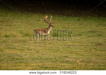 European Fallow Deer (dama Dama) Majestic Powerful Adult Fallow Deer.