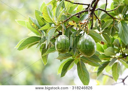 Avocado Fresh Fruit (persea Americana) On The Tree