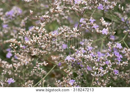 Summer Natural Macro Floral Background Of Perennial Limonium Pectinatum