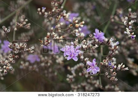 Summer Natural Macro Floral Background Of Perennial Limonium Pectinatum