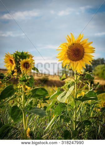 Beautiful Sunflowers In The Morning Light In The Waldviertel