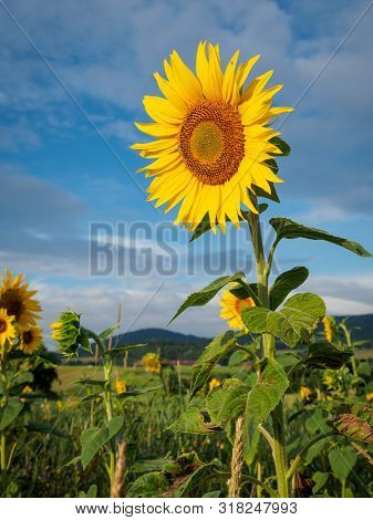 Beautiful Sunflowers In The Morning Light In The Waldviertel