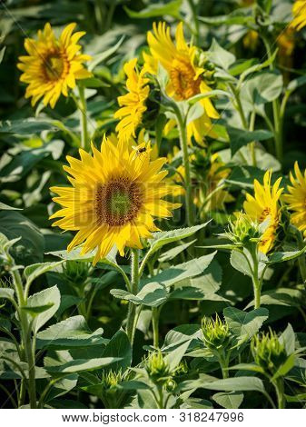 Beautiful Sunflowers In The Morning Light In The Waldviertel