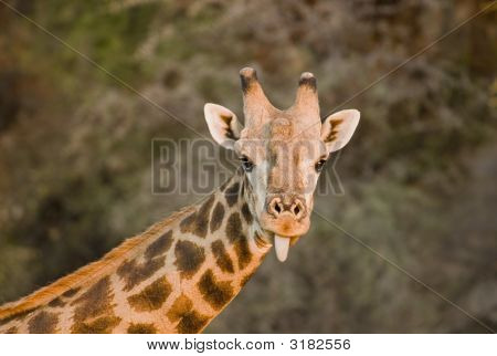 Jirafa