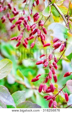 Ripe Red Berries Of Barberry On Branch Close-up. Fructiferous Shrub Of Barberry Or Berberis With Bun