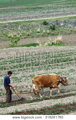 Wonsan Region, North Korea - May 4, 2019: Countryside Scene. Peasant Man Plowing A Potato Field With