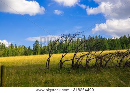 Beautiful Sunny Day In The German Black Forest Near Bernau