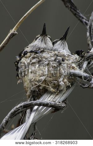 Two Baby Hummingbirds In Their Nest Just About Ready To Fly Away