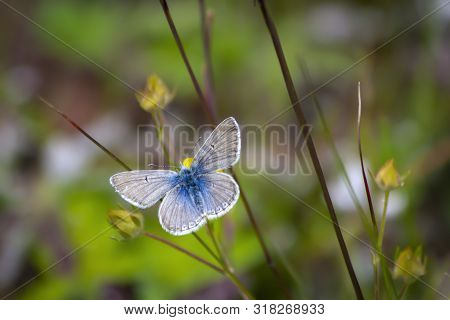 Common Blue Butterfly Resting On A Yellow Desert Wildflower