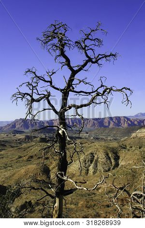 Dead Desert Tree Burned By A Fire On A Sunny Hot Day In Southern Utah