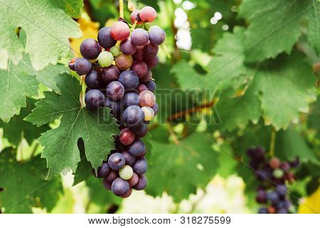 Grape Cluster With Green Leaves, Close Up. Space For Text. Charbono Winery