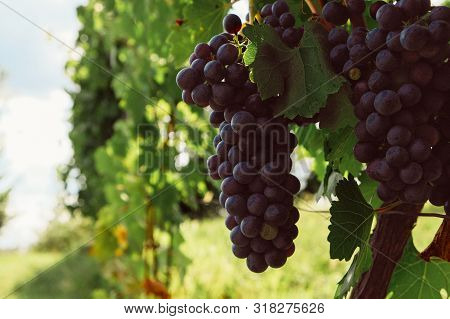 Bonarda Grapes Growing In Piedmont, Italy. Beautiful Blue Grape Bunch, Closeup. Copy Space. Italian 