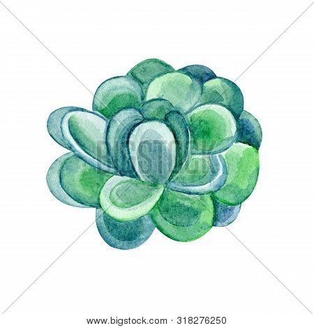 Green Succulent In Watercolor On White Background. Hand Drawn Succulentus. Perfect For Your Project,