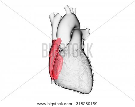 3d rendered medically accurate illustration of the right atrium