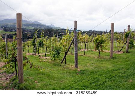 Vines Growing In North Wales.  Late Summer And Slowly The Grapes Ripen In The Northern Climate. Care