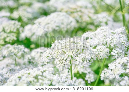 View Of Meadow White Flower Of Aegopodium Podagraria L. Called Ground Elder, Herb Gerard, Bishop Wee