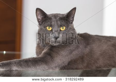 Beautiful Chartreux Breed Cat With His Yellow Golden Eyes