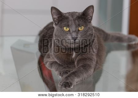 Beautiful Chartreux Breed Cat With His Yellow Golden Eyes
