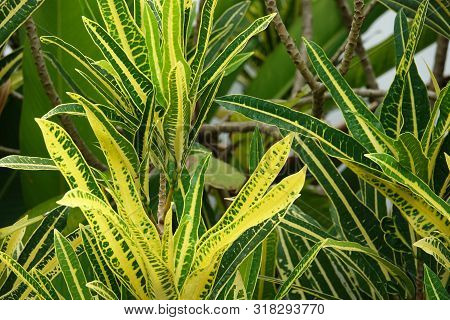 Green And Yellow Croton Plant In A Tropical Garden. Colorful Leaves Of Tropical Crotons