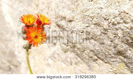 Orange Hawkweed species are declared as 