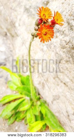Orange Hawkweed species are declared as 