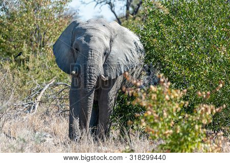 One African Elephant -loxodonda Africana- Emerging From The Bushes In Etosha National Park, Northern