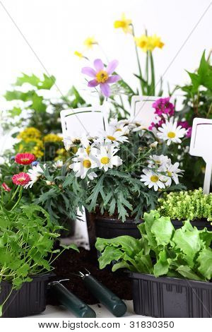 Viele dekorative Blumen und Gemüse bereit für die Bepflanzung
