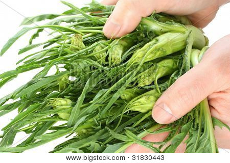 kezei puntarelle (spárga cikória), olasz növényi