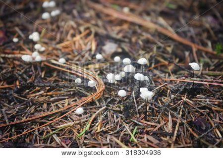 White Miniature Mushrooms In The Forest Close-up. Close Up Of A Colony Of Many Small White Mushrooms