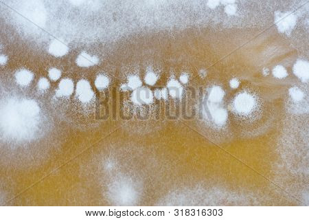 Colony Mold Growing On Agar Plates For The Education In Microbiology Laboratory.