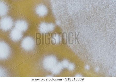 Colony Mold Growing On Agar Plates For The Education In Microbiology Laboratory.