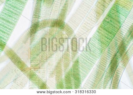 Filamentous Of Cyanobacteria (oscillatoria) Under Microscopic View For Education In Laboratory.