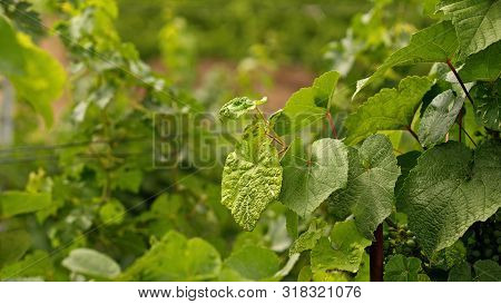 Vineyard And Vines In Early Summer.  Branch Of Vine Leaves In Vineyard