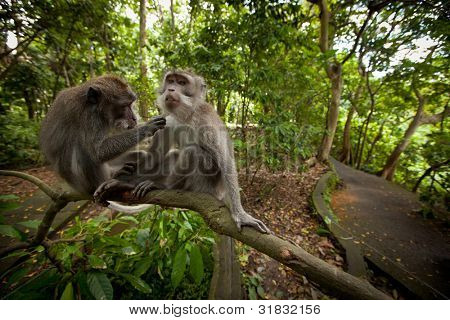 two monkeys in the monkey forest on Bali
