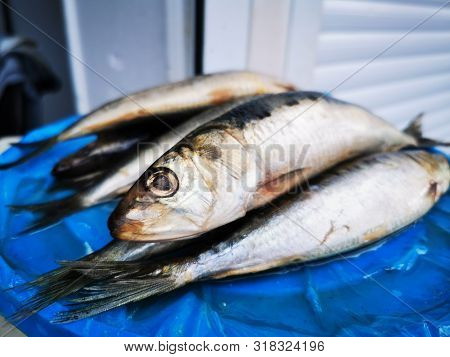 Herring Salty, Kind Of Iwashi, Integral With The Head And Fins, A Close-up Photograph