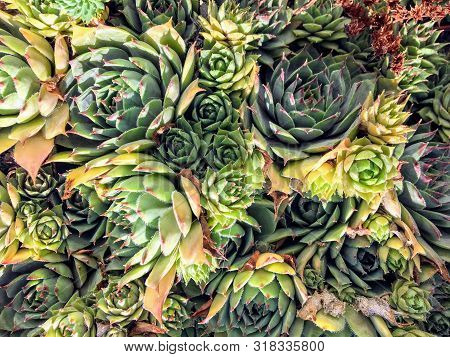 A Closeup Pattern Of Hen And Chicks (also Known As Hen-and-chickens, Or Hen-widdies In The American 
