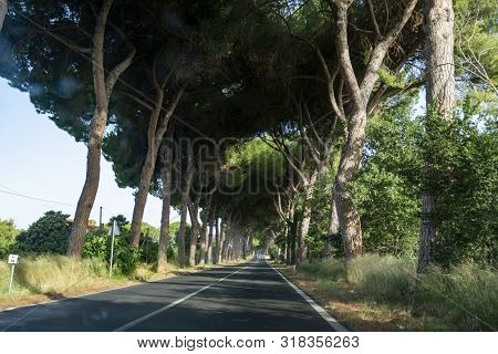 Scenic Driving On New Via Appia Road S7 With High Green  Mediterranean Pine Trees Connected Rome, La