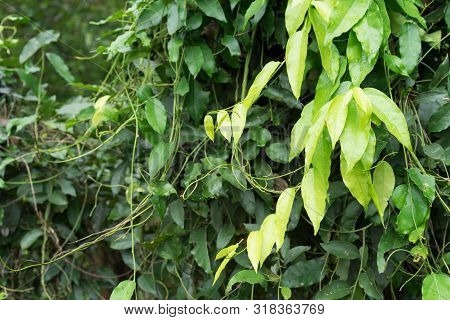 Vegetable, Healthy Foods And Herbal Medicines. Fresh Tiliacora Triandra Or Herb Bai Ya Nang, Leaves 