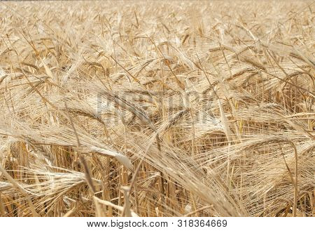 Background Of Ripening Ears Of Meadow Wheat Field. Rich Harvest.