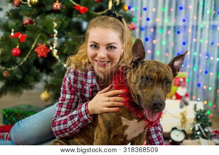 Merry Christmas And Happy New Year. Charming Blonde Girl With A Dog American Staffordshire Terrier C